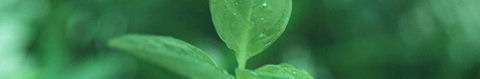 雑草