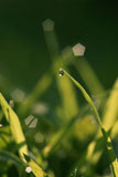 草
